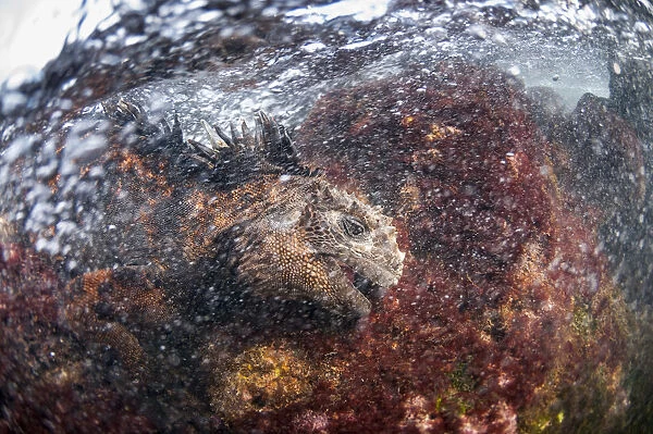 Marine iguana (Amblyrhynchus cristatus) feeding on algae, Black Beach, Floreana