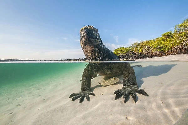 Marine iguana (Amblyrhynchus cristatus) split level view on the coast, Tortuga Bay