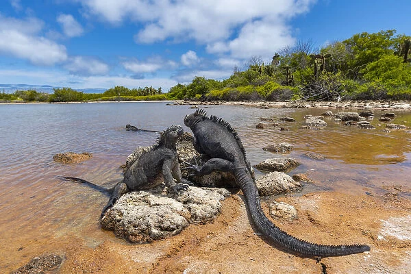 Marine iguana (Amblyrhynchus cristatus) basking in sun-warmed salt pool