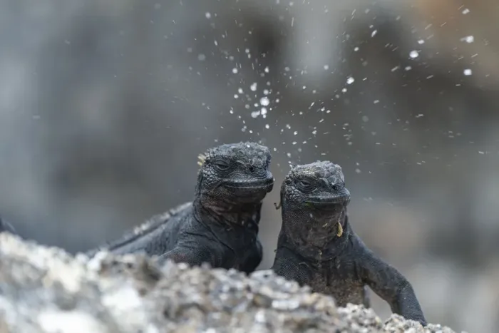 Framed Print : Marine iguana (Amblyrhynchus cristatus), dwarf type, sneezing Framed Print : Marine iguana (Amblyrhynchus cristatus), dwarf type, sneezing