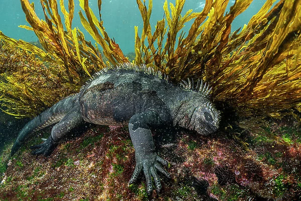 Marine iguana (Amblyrhynchus cristatus) feeding on algae on the seabed, Fernandina Island, Galapagos Islands, Pacific Ocean
