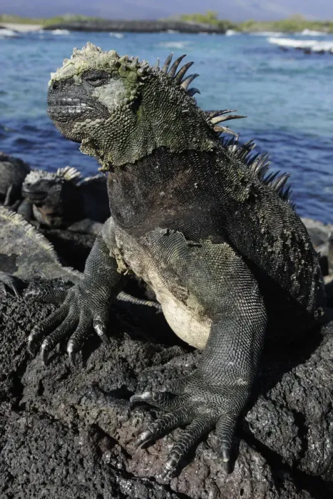 Framed Print : Marine Iguana (Amblyrhynchus cristatus) basking on volcanic rock. Fernandina Island Framed Print : Marine Iguana (Amblyrhynchus cristatus) basking on volcanic rock. Fernandina Island