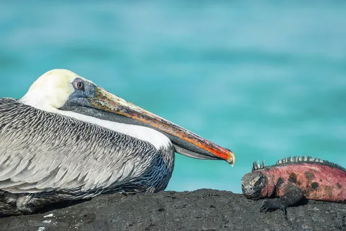 Framed Print : Marine iguana (Amblyrhynchus cristatus) and Brown Pelican (Pelecanus occidentalis) sitting together on rock, Punta Suarez, Espanola Island, Galapagos Islands, Ecuador Framed Print : Marine iguana (Amblyrhynchus cristatus) and Brown Pelican (Pelecanus occidentalis) sitting together on rock, Punta Suarez, Espanola Island, Galapagos Islands, Ecuador