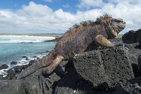 Marine iguana (Amblyrhynchus cristatus) on coast, Galapagos