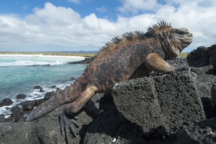 Framed Print : Marine iguana (Amblyrhynchus cristatus) on coast, Galapagos Framed Print : Marine iguana (Amblyrhynchus cristatus) on coast, Galapagos