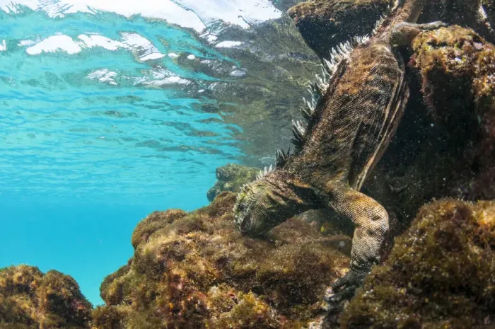Framed Print : Marine iguana (Amblyrhynchus cristatus) diving to feed on algae, Sombrero Chino Islet Framed Print : Marine iguana (Amblyrhynchus cristatus) diving to feed on algae, Sombrero Chino Islet
