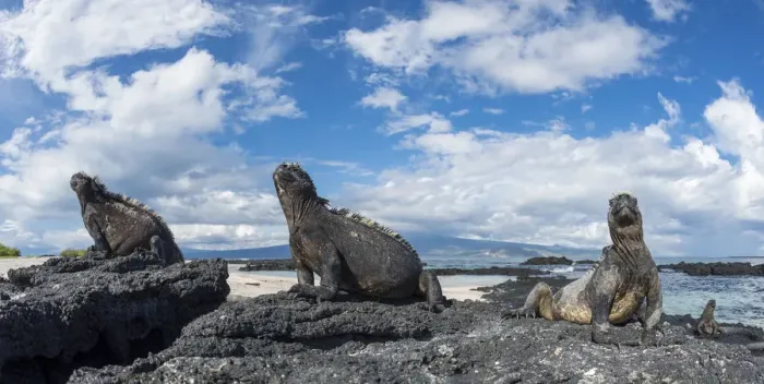 Framed Print : Marine iguana (Amblyrhynchus cristatus) group on coast, Cape Douglas, Fernandina Island Framed Print : Marine iguana (Amblyrhynchus cristatus) group on coast, Cape Douglas, Fernandina Island