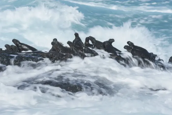 Framed Print : Marine iguana (Amblyrhynchus cristatus) group on rock in the waves, Cape Hammond Framed Print : Marine iguana (Amblyrhynchus cristatus) group on rock in the waves, Cape Hammond