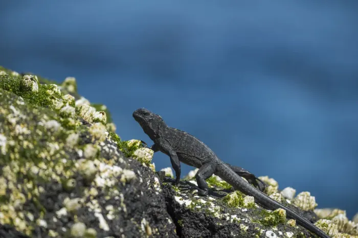 Framed Print : Marine iguana (Amblyrhynchus cristatus) juvenile walking across barnicles, Cape Douglas Framed Print : Marine iguana (Amblyrhynchus cristatus) juvenile walking across barnicles, Cape Douglas