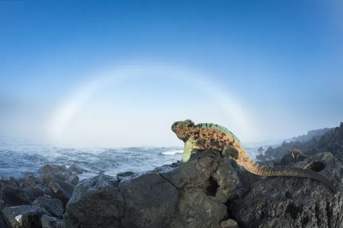 Framed Print : Marine iguana (Amblyrhynchus cristatus) males in breeding colouration on rocks, with sun halo Framed Print : Marine iguana (Amblyrhynchus cristatus) males in breeding colouration on rocks, with sun halo