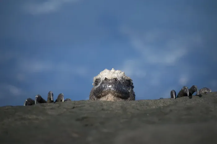 Framed Print : Marine iguana (Amblyrhynchus cristatus) peering over rocks, Punta Espinosa, Fernandina Island Framed Print : Marine iguana (Amblyrhynchus cristatus) peering over rocks, Punta Espinosa, Fernandina Island
