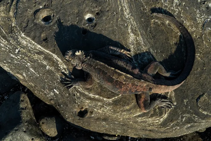 Framed Print : Marine iguana (Amblyrhynchus cristatus) resting on lava rocks, Santiago Island, Galapagos National Park, Galapagos Islands Framed Print : Marine iguana (Amblyrhynchus cristatus) resting on lava rocks, Santiago Island, Galapagos National Park, Galapagos Islands