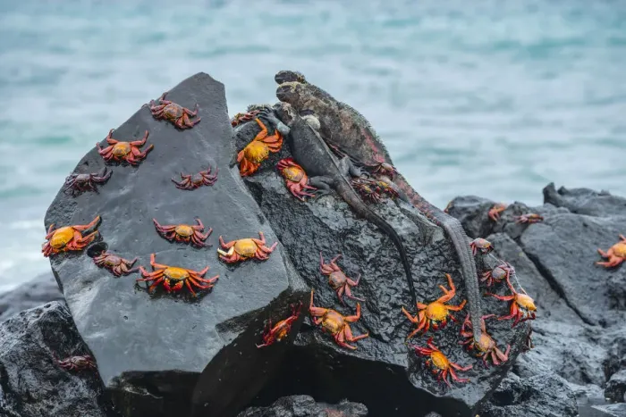 Framed Print : Marine iguana (Amblyrhynchus cristatus) and Sally-lightfoot crabs (Grapsus grapsus) Framed Print : Marine iguana (Amblyrhynchus cristatus) and Sally-lightfoot crabs (Grapsus grapsus)