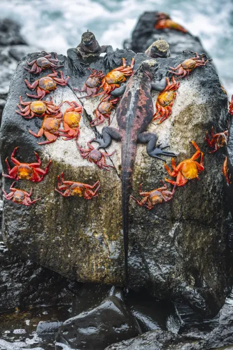 Framed Print : Marine iguana (Amblyrhynchus cristatus) and Sally-lightfoot crabs (Grapsus grapsus) Framed Print : Marine iguana (Amblyrhynchus cristatus) and Sally-lightfoot crabs (Grapsus grapsus)