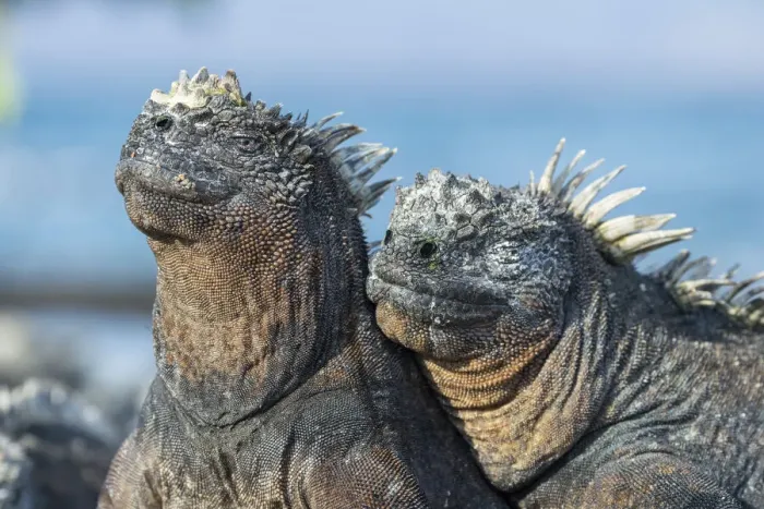 Framed Print : Two Marine iguana (Amblyrhynchus cristatus) side by side, sharing body warmth