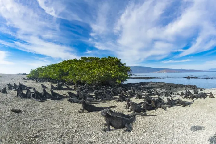 Framed Print : Marine iguana (Amblyrhynchus cristatus) sky-pointing Framed Print : Marine iguana (Amblyrhynchus cristatus) sky-pointing