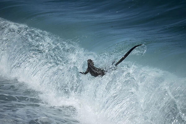 Marine iguana (Amblyrhynchus cristatus) in surf, Punta Espinosa, Fernandina Island