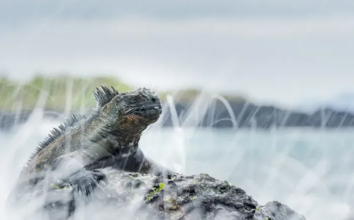 Framed Print : Marine iguana (Amblyrhynchus cristatus) in the surf, Galapagos Framed Print : Marine iguana (Amblyrhynchus cristatus) in the surf, Galapagos