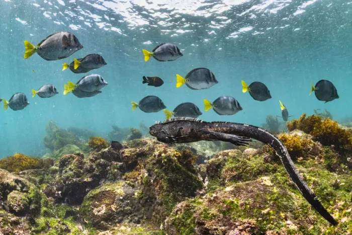 Framed Print : Marine iguana (Amblyrhynchus cristatus) swimming back to share food after grazing Ulva Framed Print : Marine iguana (Amblyrhynchus cristatus) swimming back to share food after grazing Ulva