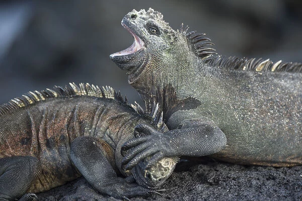 Marine iguanas (Amblyrhynchus cristatus) fighting, Punta Gavilanes, Fernandina Island