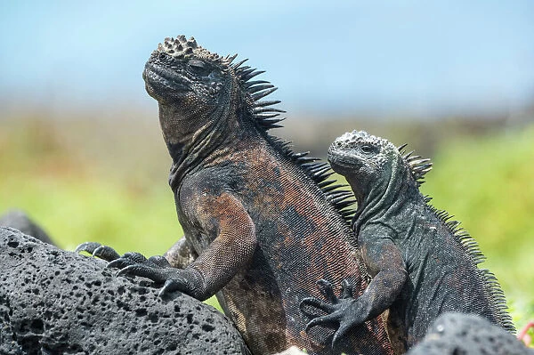 Marine iguanas (Amblyrhynchus cristatus) resting on rocks, Floreana Island, Galapagos