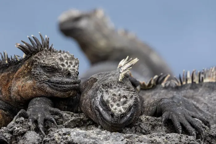 Framed Print : Marine Iguanas (Amblyrhynchus cristatus) basking. Fernandina Island, Galapagos Islands Framed Print : Marine Iguanas (Amblyrhynchus cristatus) basking. Fernandina Island, Galapagos Islands