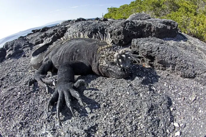 Framed Print : Marine iguanas (Amblyrhynchus cristatus) basking on volcanic rock, Punta Espinosa Framed Print : Marine iguanas (Amblyrhynchus cristatus) basking on volcanic rock, Punta Espinosa