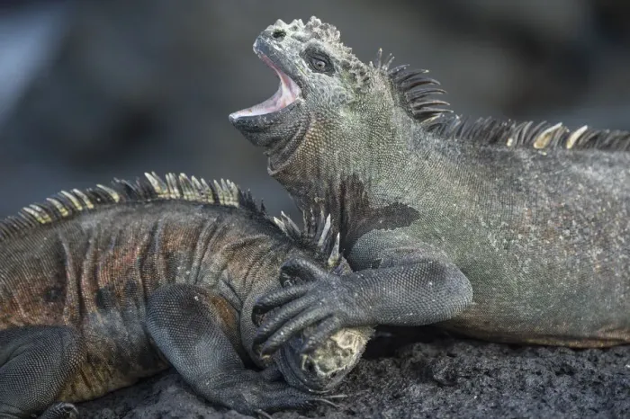 Framed Print : Marine iguanas (Amblyrhynchus cristatus) fighting, Punta Gavilanes, Fernandina Island Framed Print : Marine iguanas (Amblyrhynchus cristatus) fighting, Punta Gavilanes, Fernandina Island