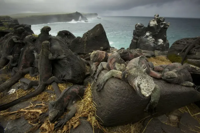 Framed Print : Marine Iguanas (Amblyrhynchus cristatus) on the south coast of Espanola Island, Galapagos Framed Print : Marine Iguanas (Amblyrhynchus cristatus) on the south coast of Espanola Island, Galapagos