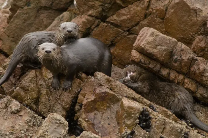 Framed Print : Marine otter (Lontra felina) female and cubs on coastal rocks, Paracas National Reserve