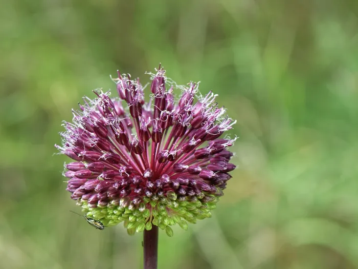 Framed Print : Maritime wild leek (Allium commutatum) flowering on a coastal hillside, Corfu, Greece. May Framed Print : Maritime wild leek (Allium commutatum) flowering on a coastal hillside, Corfu, Greece. May