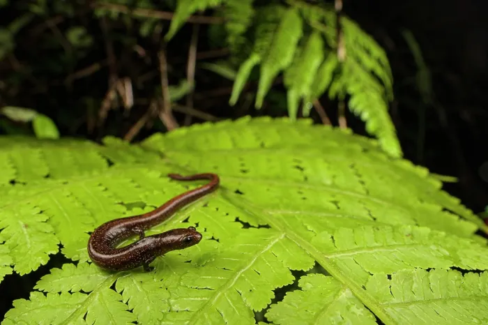 Framed Print : Maritime worm salamander (Oedipina maritima) resting on leaf, Escudo de Veraguas Island, Panama. Endemic species of lungless salamander