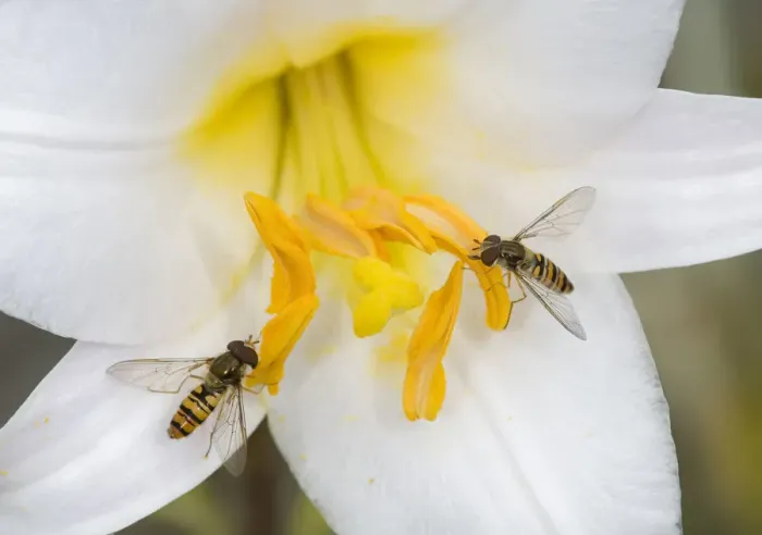 Framed Print : Marmalade hoverflies (Episyrphus balteatus), two feeding on pollen of Dwarf formosa lily