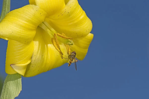 Marmalade hoverfly (Episyrphus balteatus) feeding on Caucasian lily (Lilium monadelphum) pollen