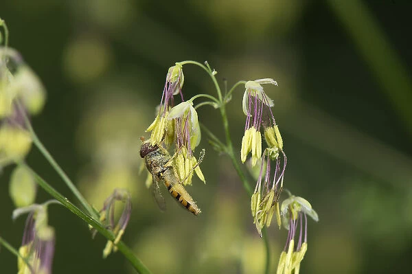 Marmalade hoverfly (Episyrphus balteatus) feeds Meadow rue (Thalictrum sp) pollen