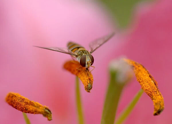 Marmalade hoverfly (Episyrphus balteatus) feeding on pollen on Stargazer lily (Lilium
