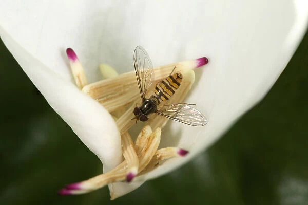 Marmalade hoverfly (Episyrphus balteatus) feeding on pollen on fallen Southern magnolia