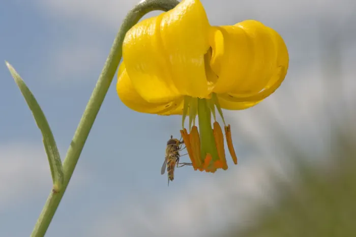 Framed Print : Marmalade hoverfly (Episyrphus balteatus) feeding on Golden apple (Lilium carniolicum) pollen Framed Print : Marmalade hoverfly (Episyrphus balteatus) feeding on Golden apple (Lilium carniolicum) pollen