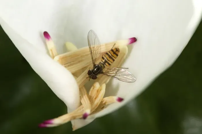 Framed Print : Marmalade hoverfly (Episyrphus balteatus) feeding on pollen on fallen Southern magnolia Framed Print : Marmalade hoverfly (Episyrphus balteatus) feeding on pollen on fallen Southern magnolia