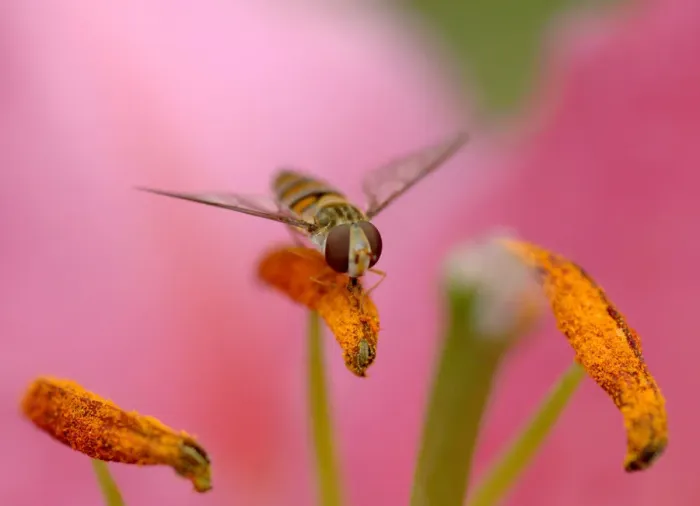 Framed Print : Marmalade hoverfly (Episyrphus balteatus) feeding on pollen on Stargazer lily (Lilium Framed Print : Marmalade hoverfly (Episyrphus balteatus) feeding on pollen on Stargazer lily (Lilium