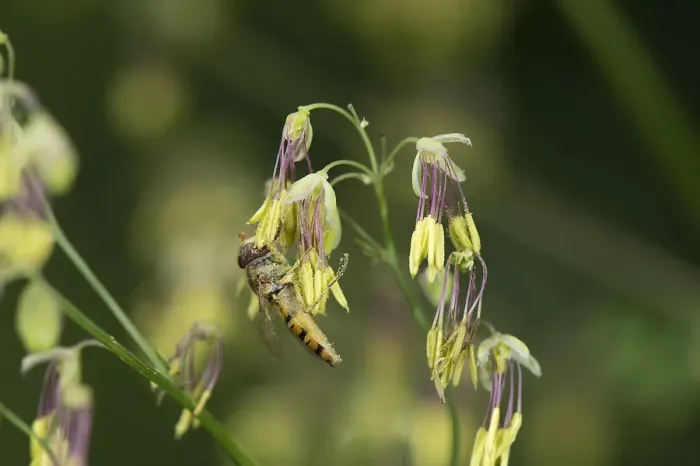 Framed Print : Marmalade hoverfly (Episyrphus balteatus) feeds Meadow rue (Thalictrum sp) pollen Framed Print : Marmalade hoverfly (Episyrphus balteatus) feeds Meadow rue (Thalictrum sp) pollen