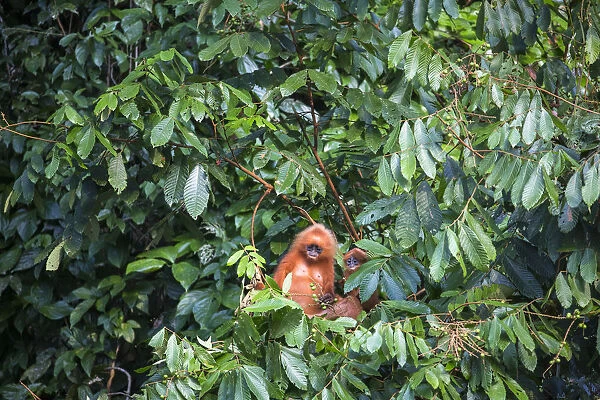 Maroon  /  Red leaf monkey  /  Langur (Presbytis rubicunda) eating fruits in tree, Danum