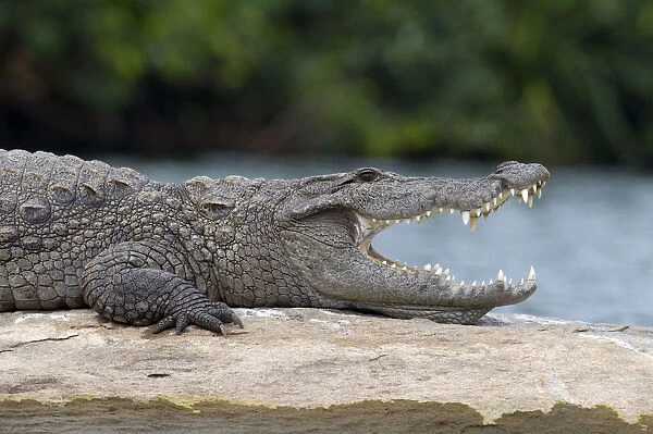 Marsh Crocodile or Mugger (Crocodylus palustris) resting on a rock in a river