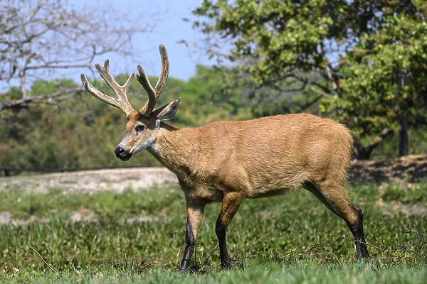 Marsh deer (Blastocerus dichotomus), stag. Pousada Araras, northern Pantanal, Mato Grosso, Brazil