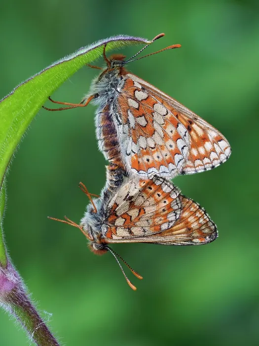 Framed Print : Marsh fritillary butterflies (Euphydryas aurinia) pair mating on leaf of Devil-bit scabious (Succisa pratensis), Cornwall, England, UK. May. Focus stacked Framed Print : Marsh fritillary butterflies (Euphydryas aurinia) pair mating on leaf of Devil-bit scabious (Succisa pratensis), Cornwall, England, UK. May. Focus stacked
