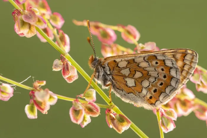 Framed Print : Marsh fritillary butterfly (Euphydrayas aurinia) on sorrel (Rumex acetosa), Dunsdon