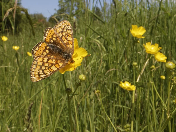 Marsh fritillary butterfly (Euphydryas aurinia) nectaring on a Meadow buttercup