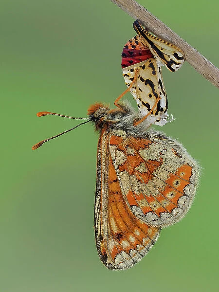 Marsh fritillary butterfly (Euphydryas aurinia), imago stage, hanging from chrysalis, drying its wings. Focus Stacked. Captive
