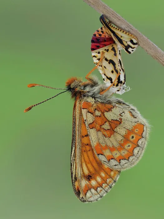 Framed Print : Marsh fritillary butterfly (Euphydryas aurinia), imago stage, hanging from chrysalis, drying its wings. Focus Stacked. Captive Framed Print : Marsh fritillary butterfly (Euphydryas aurinia), imago stage, hanging from chrysalis, drying its wings. Focus Stacked. Captive