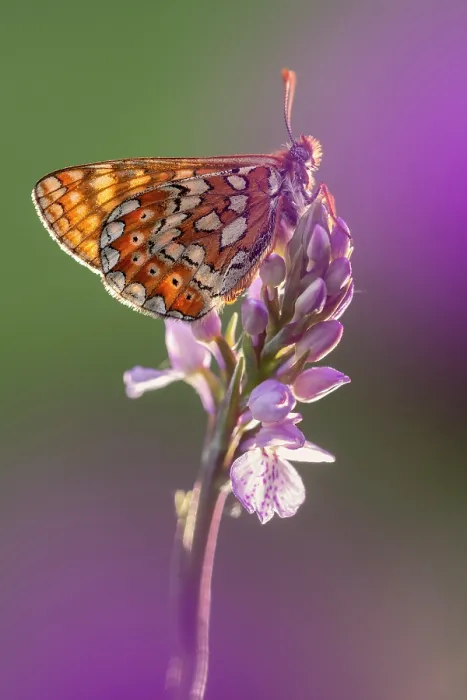Framed Print : Marsh fritillary butterfly (Euphydryas aurinia) resting on Spotted heath orchid (Dactylorhiza maculata), Dunsdon, near Holsworthy, Devon, England, UK. June Framed Print : Marsh fritillary butterfly (Euphydryas aurinia) resting on Spotted heath orchid (Dactylorhiza maculata), Dunsdon, near Holsworthy, Devon, England, UK. June